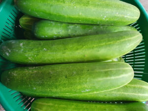 Fresh Farm Cucumbers – Crisp, Organic & Ready for Bulk Purchase