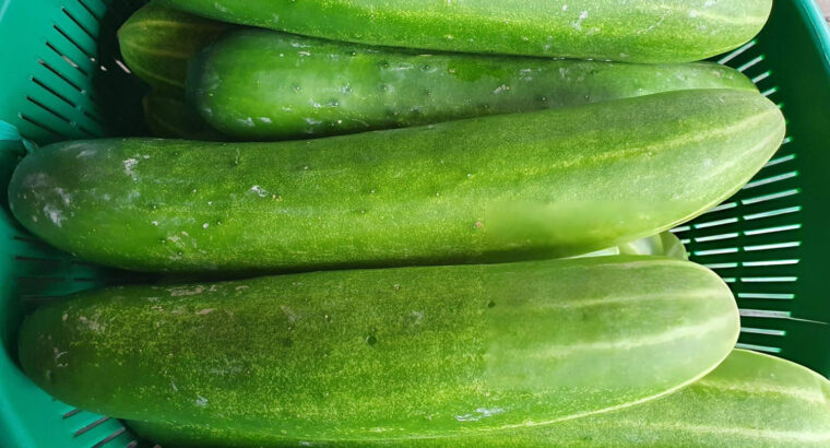Fresh Farm Cucumbers – Crisp, Organic & Ready for Bulk Purchase