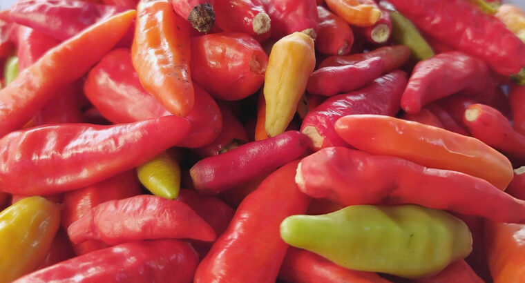 Fresh Red Chili Peppers – Hot, Vibrant & Ready for Bulk Supply