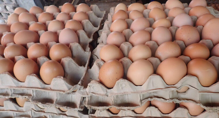 Fresh Farm Eggs – Quality Poultry Table Eggs Available for Bulk and Retail Supply