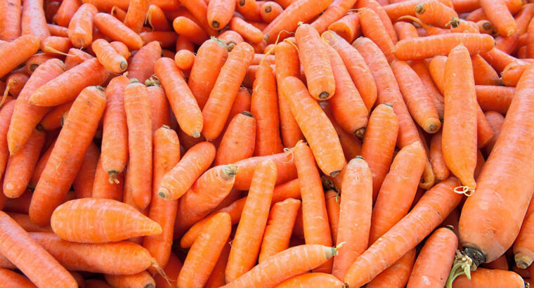 Fresh Farm Carrots – Sweet, Crunchy & Available for Bulk Purchase