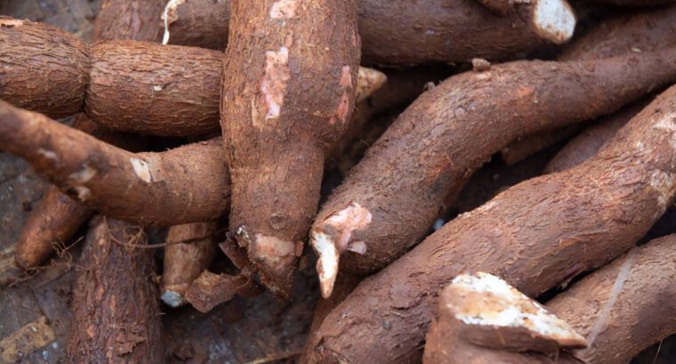 Fresh Cassava Tubers – Farm...