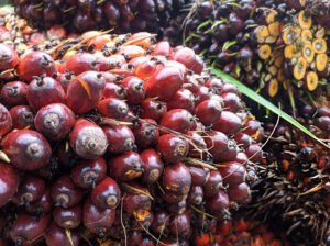 Fresh Oil Palm Fruit Bunches – High Yield Palm Fruits for Oil Processing and Bulk Supply