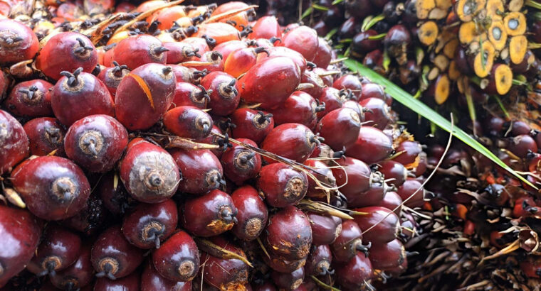 Fresh Oil Palm Fruit Bunches – High Yield Palm Fruits for Oil Processing and Bulk Supply