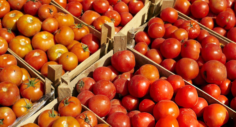 Fresh Red Tomatoes – Farm Harvested, Juicy & Available for Bulk and Retail Supply