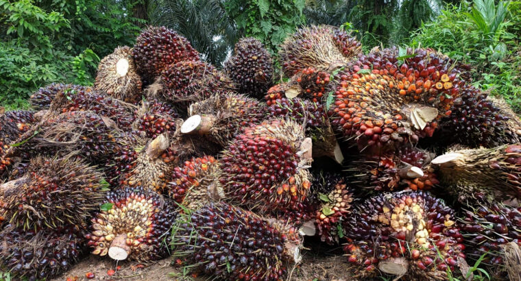 Fresh Oil Palm Fruit Bunches – High Yield Palm Fruits for Oil Processing and Bulk Supply