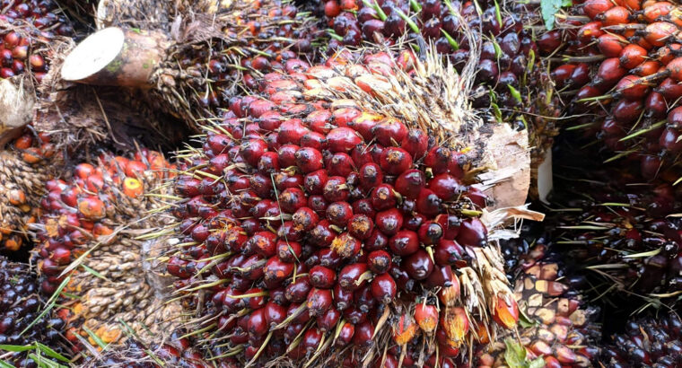 Fresh Oil Palm Fruit Bunches...