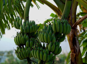 Fresh Green Plantain – Farm Harvested, Unripe & Available for Bulk and Retail Supply