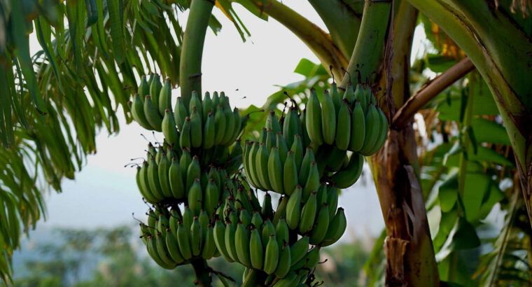 Fresh Green Plantain – Farm Harvested, Unripe & Available for Bulk and Retail Supply