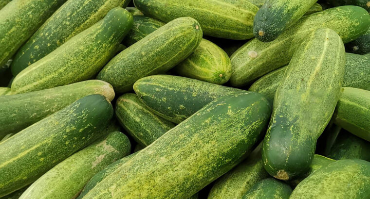 Fresh Farm Cucumbers – Crisp, Organic & Ready for Bulk Purchase