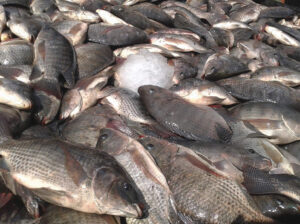 Fresh Tilapia Fish – Clean, Iced & Available for Bulk and Retail Supply Nationwide