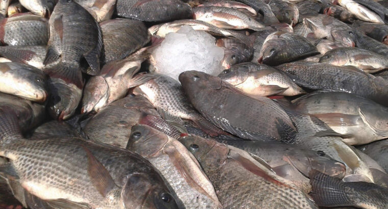 Fresh Tilapia Fish – Clean, Iced & Available for Bulk and Retail Supply Nationwide