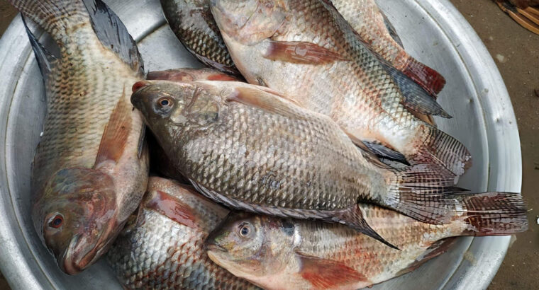 Fresh Tilapia Fish – Clean, Iced & Available for Bulk and Retail Supply Nationwide