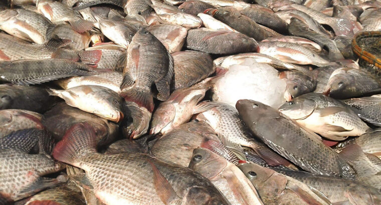 Fresh Tilapia Fish – Clean, Iced & Available for Bulk and Retail Supply Nationwide