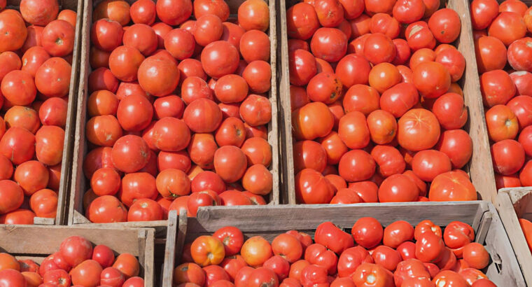 Fresh Red Tomatoes – Farm Harvested, Juicy & Available for Bulk and Retail Supply