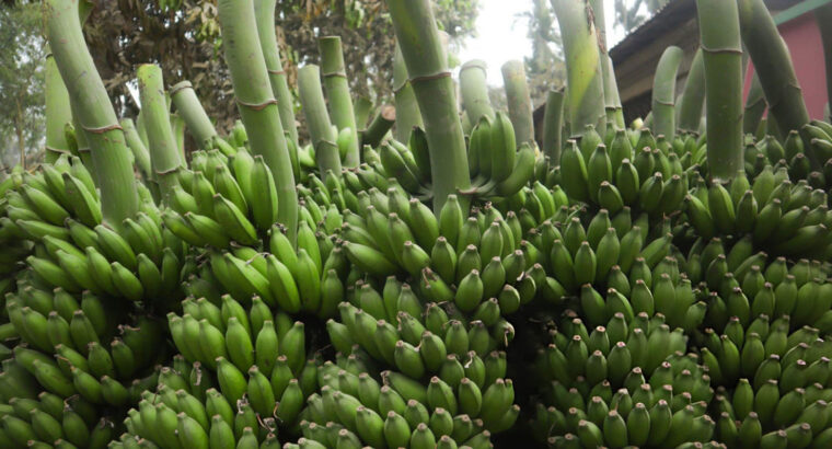 Fresh Green Plantain – Farm Harvested, Unripe & Available for Bulk and Retail Supply