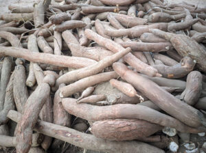 Fresh Cassava Tubers – Farm Harvested, High Quality & Bulk Supply Available