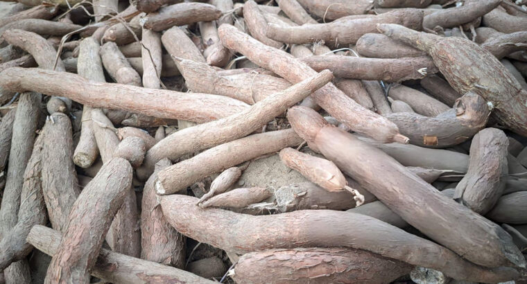 Fresh Cassava Tubers – Farm Harvested, High Quality & Bulk Supply Available