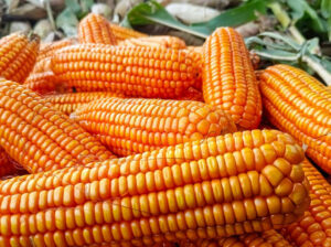 Fresh Dry Maize (Corn) – Well Dried, Farm Harvested & Available for Bulk Supply