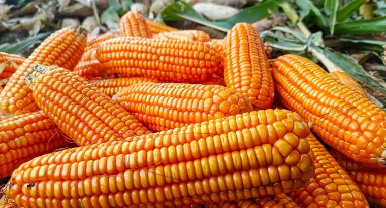 Fresh Dry Maize (Corn) – Well Dried, Farm Harvested & Available for Bulk Supply