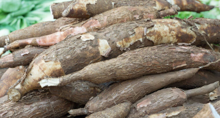 Fresh Cassava Tubers – Farm Harvested, High Quality & Bulk Supply Available