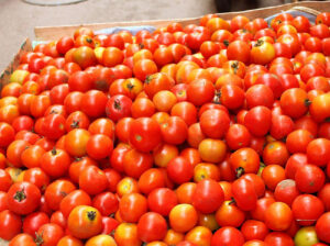 Fresh Red Tomatoes – Farm Harvested, Juicy & Available for Bulk and Retail Supply