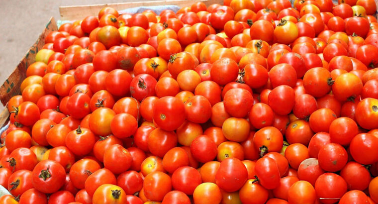 Fresh Red Tomatoes – Farm Harvested, Juicy & Available for Bulk and Retail Supply
