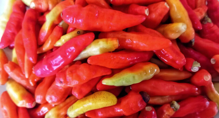 Fresh Red Chili Peppers – Hot, Vibrant & Ready for Bulk Supply