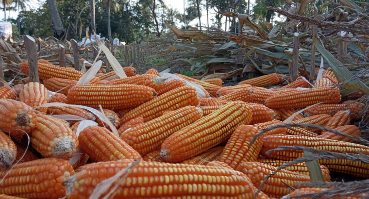 Fresh Dry Maize (Corn) – Well Dried, Farm Harvested & Available for Bulk Supply