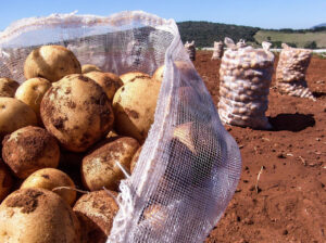 Fresh Irish Potatoes – Farm Harvested, Clean & Available for Bulk and Retail Supply