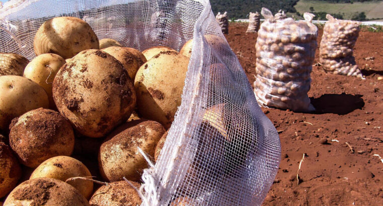 Fresh Irish Potatoes – Farm Harvested, Clean & Available for Bulk and Retail Supply