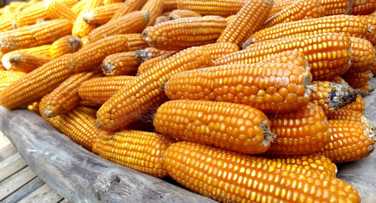 Fresh Dry Maize (Corn) – Well Dried, Farm Harvested & Available for Bulk Supply