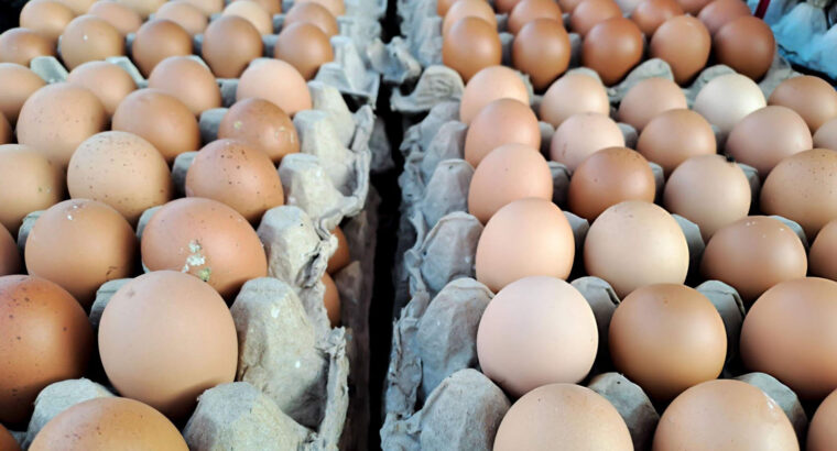 Fresh Farm Eggs – Quality Poultry Table Eggs Available for Bulk and Retail Supply