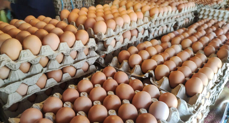 Fresh Farm Eggs – Quality Poultry Table Eggs Available for Bulk and Retail Supply