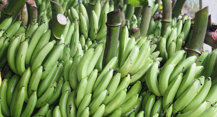 Fresh Green Plantain – Farm Harvested, Unripe & Available for Bulk and Retail Supply