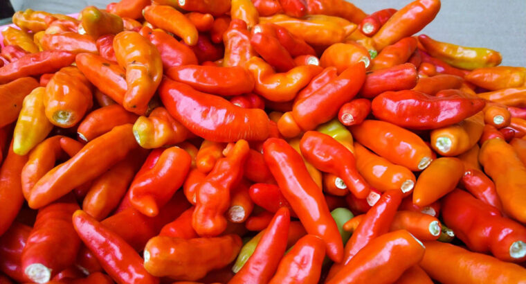 Fresh Red Chili Peppers – Hot, Vibrant & Ready for Bulk Supply
