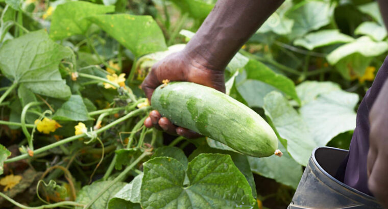 Fresh Farm Cucumbers – Crisp, Organic & Ready for Bulk Purchase