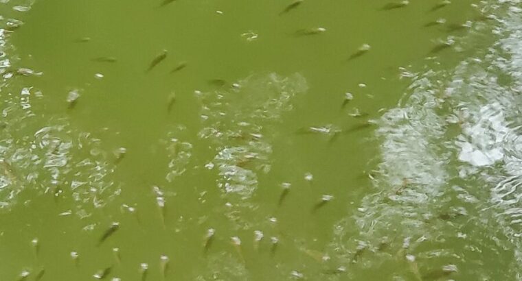 Healthy Tilapia Fingerlings & Juveniles for Sale – Ilorin