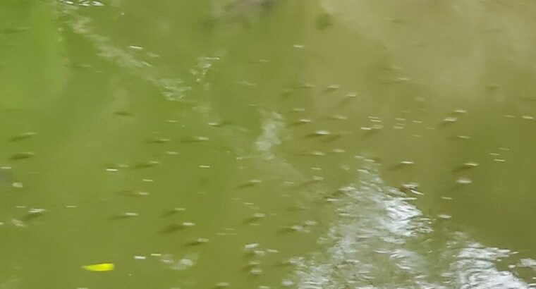 Healthy Tilapia Fingerlings & Juveniles...