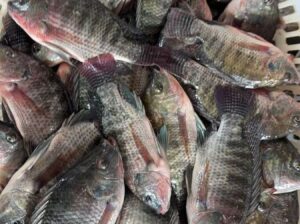 Healthy Tilapia Fingerlings & Juveniles for Sale – Ilorin