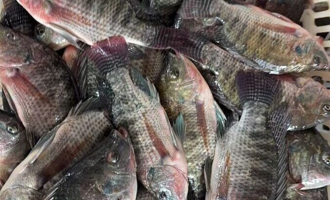 Healthy Tilapia Fingerlings & Juveniles for Sale – Ilorin