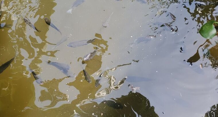 Healthy Tilapia Fingerlings & Juveniles for Sale – Ilorin